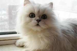 金吉拉怎么配种